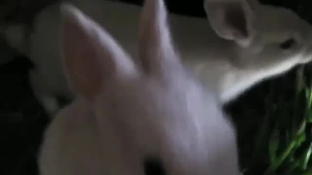 Cute rabbits video