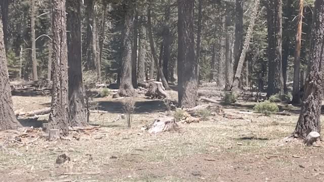 Found it! The perfect disperse camping spot at Alamo peak