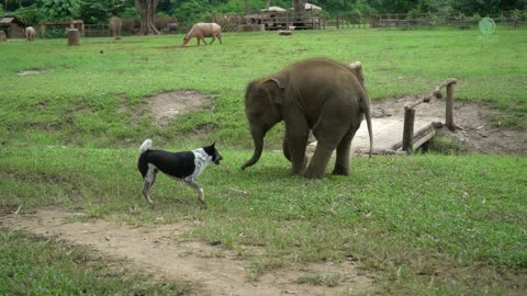 Dog and baby elephant try to make friend with dog