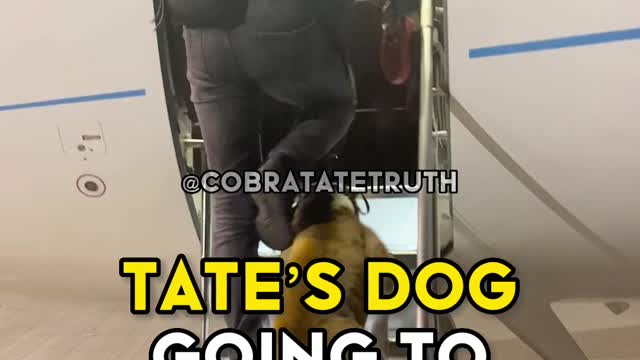 Tate's Dog Going To The Jet 🐶👑😎