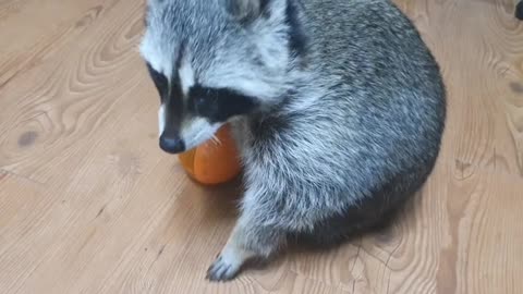 Raccoon to bring a bowl when hungry