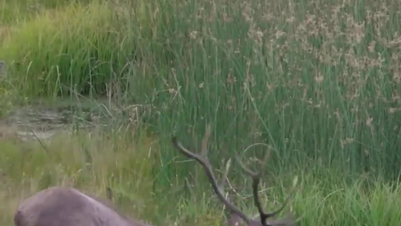 Wildlife best