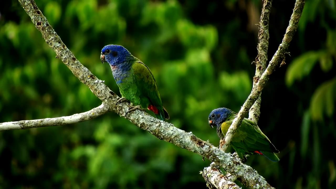 Parrot Cute video HD clip #birds #animal #nature