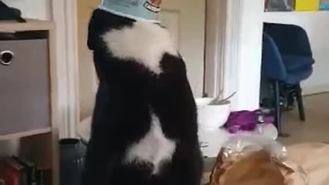 Kitty Gets More Ice Cream than It Bargained For