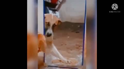 A Dog Fights With His Reflection In The Mirror