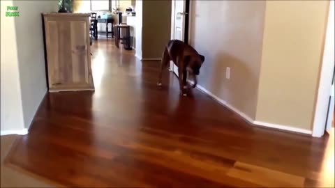 Funny, Cute and Guilty Dogs Videos 😢 Best Of The Best Guilty Compilation