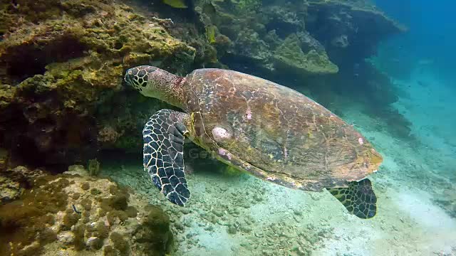 Tortoise swimming video