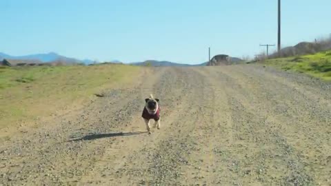 Cat and Dog Road Trip