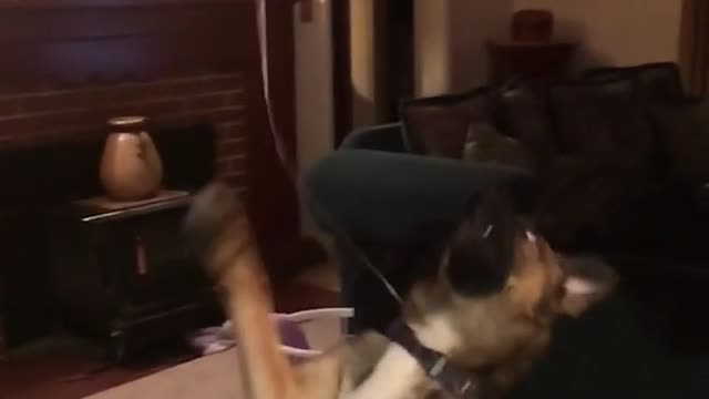 German shepherd tries to fight red balloon