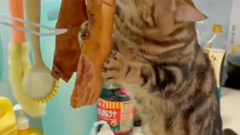 Funniest cat videos best funny animal