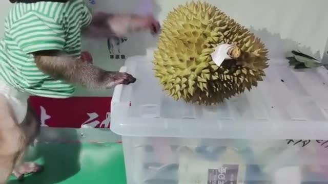 Little monkey playing with durian