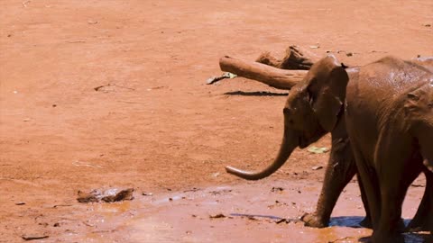 Baby elephant playing in the mud