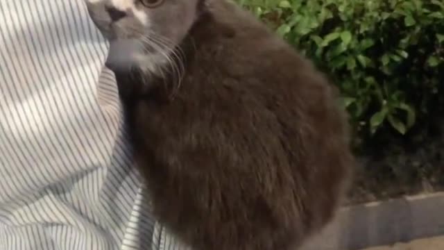 Why are cats so cute I can't 🥺🥺🥺🥺