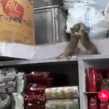Mouse quarrels 🤣🤣🤣