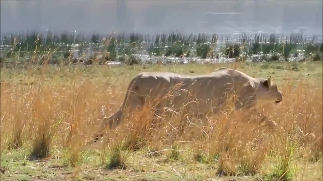 Crazy lions which makes hunting for attack on zebra