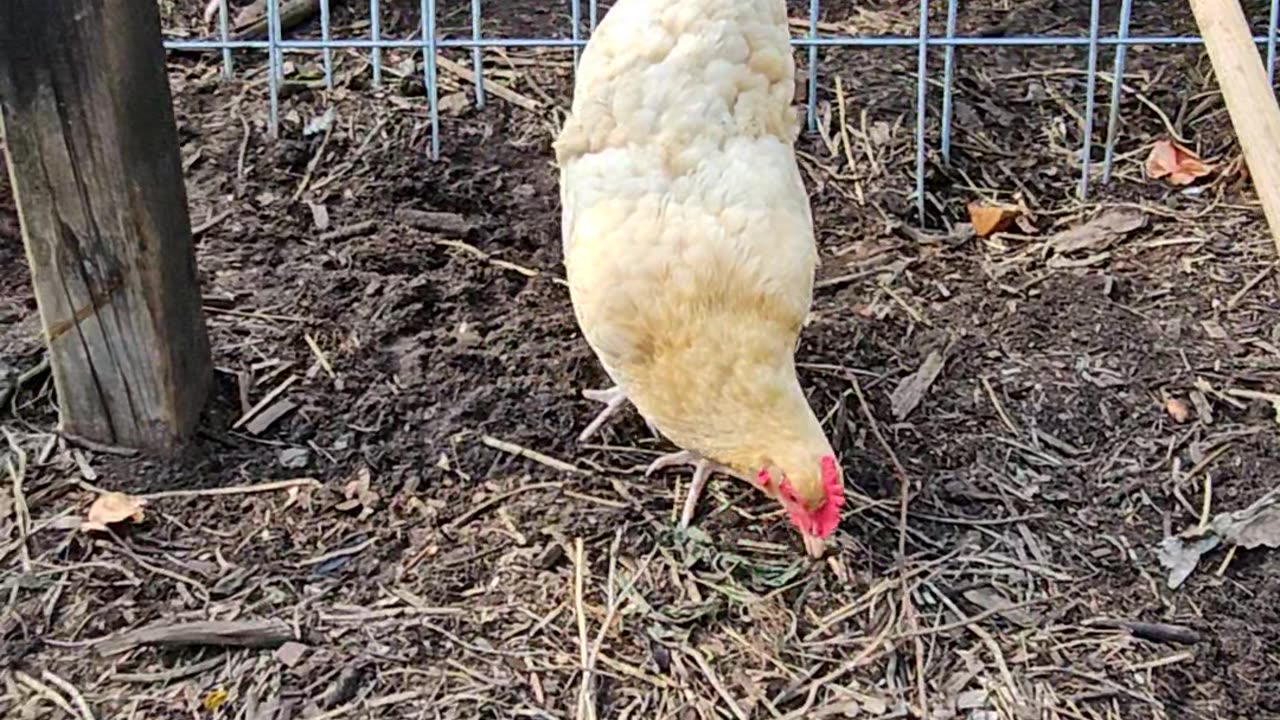 OMC! Pecking, Scratching, and making pretty noises!