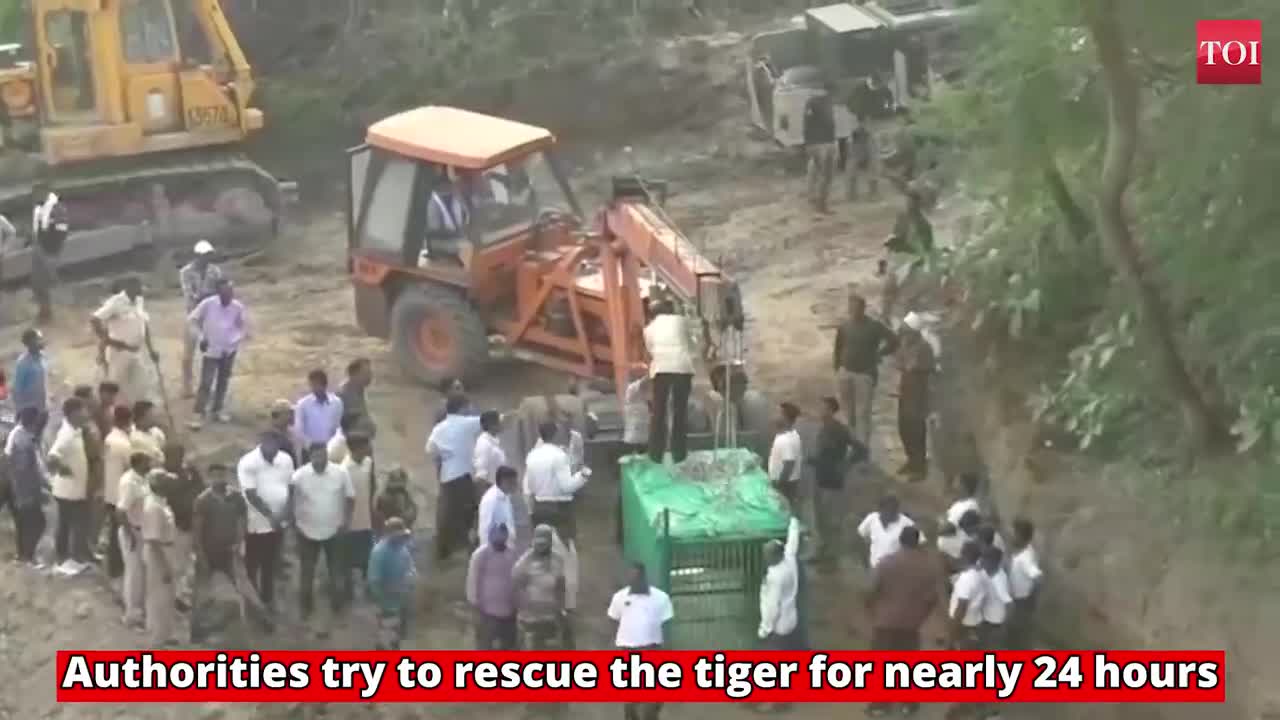 Tiger gets suffer on the river