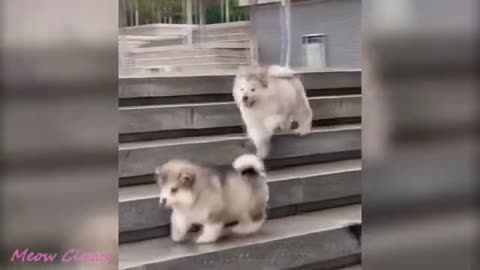 Baby Alaskan Malamute who always fall...watch this....