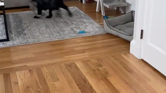 My Dog is on live scene! LOL!! will he win?