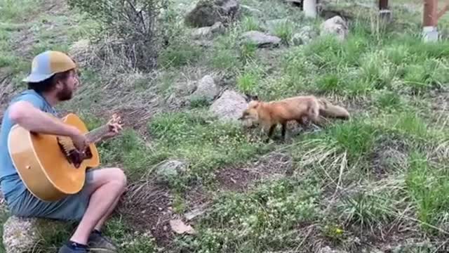 Conduct a musical session with the wild fox