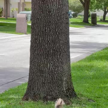 Got squirrels? Funny Shorkie on her walk