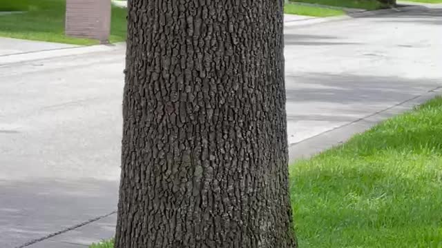 Got squirrels? Funny Shorkie on her walk