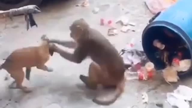 FUNNY DOG AND MONKEY