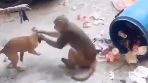 FUNNY DOG AND MONKEY