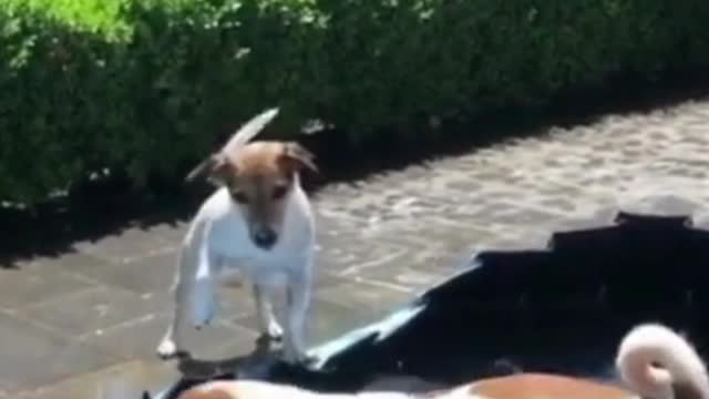 Puppies Playing inThe Pool