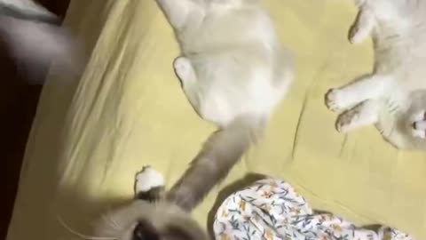 Big cat and kitten are dizzy