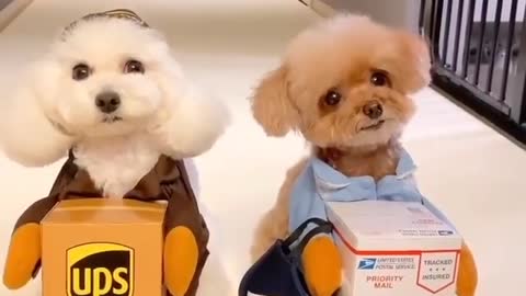 Would you welcome such cute postal workers