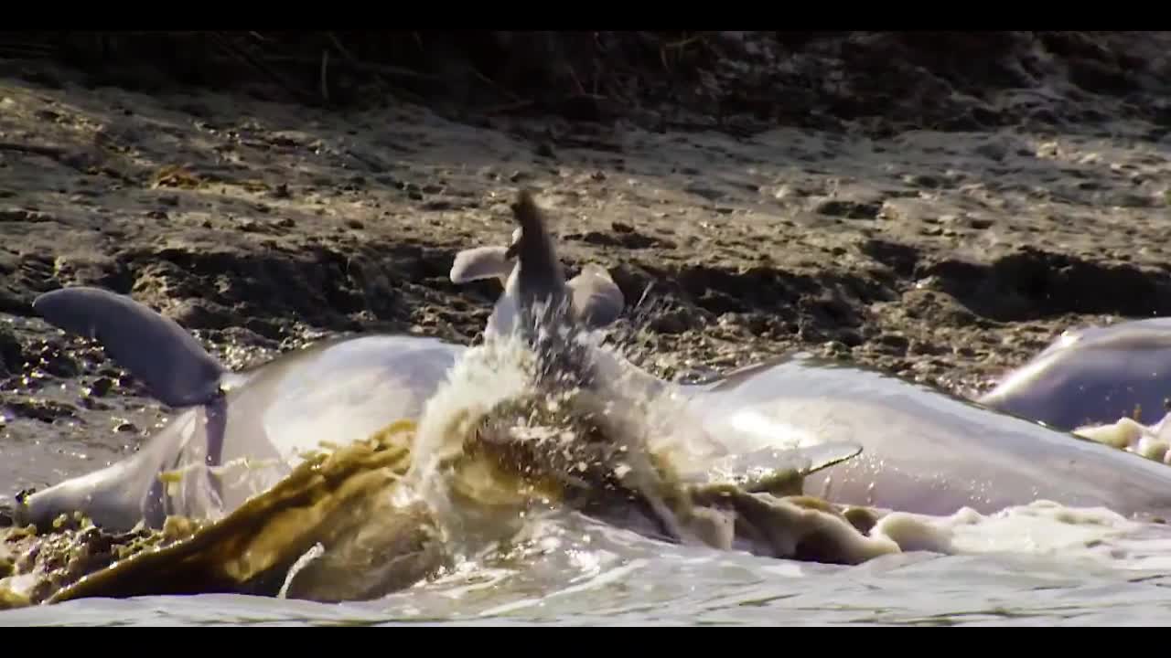 sea ​​bird fishing