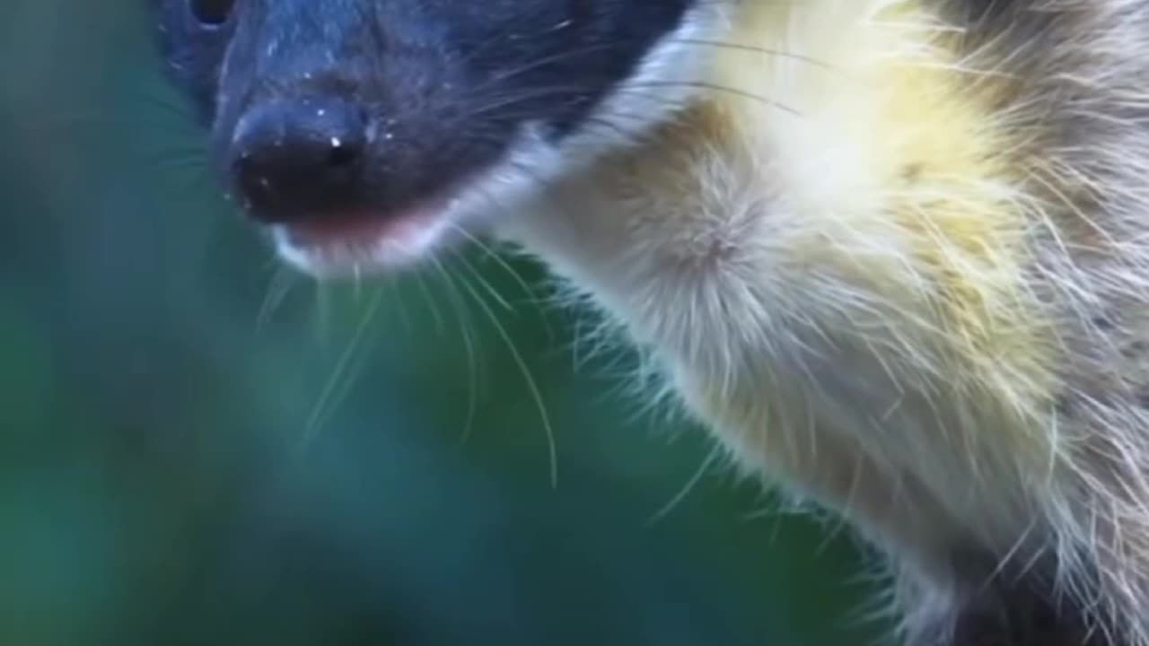 Kharza Or Yellow-Throated Marten Or Siberian Marten Is A Carnivorous Mammal Of The Weasel Family~ The Largest And Most Colorful Member Of The Genus Martens