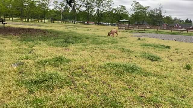 German Shepherd Attacks Pitbull [OFF LEASH DOG PARK