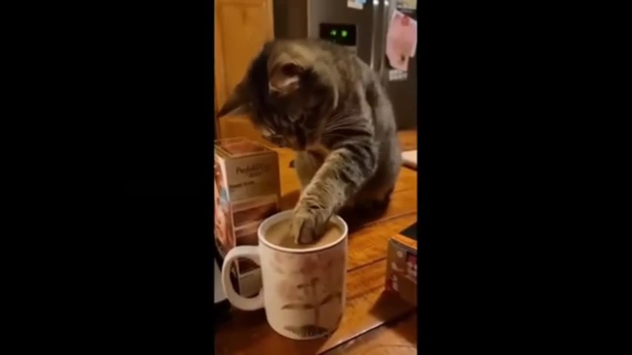 Funny animalss! try not to laugh! laughomaticc