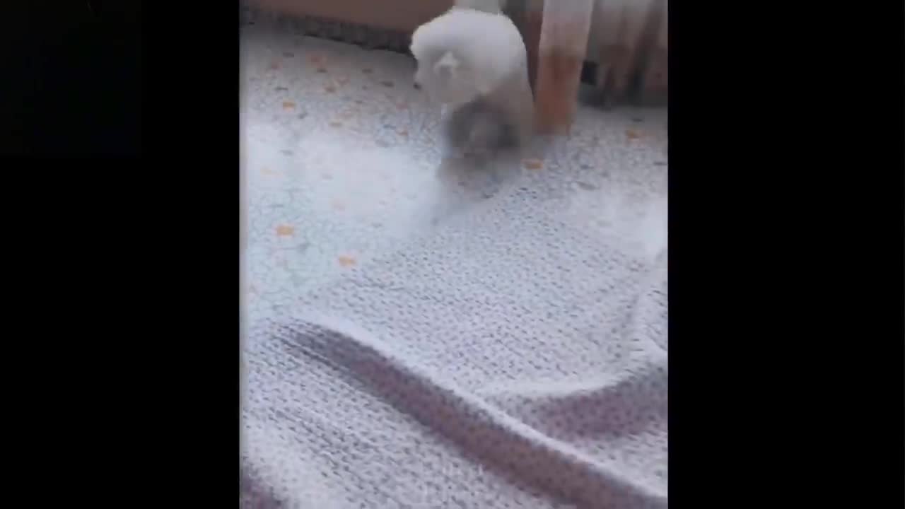 ๐Cute And Funny Pets๐๐