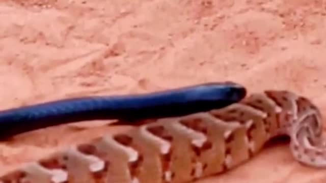 King snake eats snake😱#wildanimals #snake #kingsnake #animals