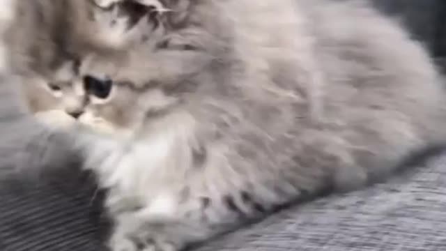 Love cats? Like & Share