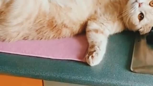 funny cat attitude video