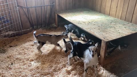 Baby Goats Move to Bigger Barn 03.2022