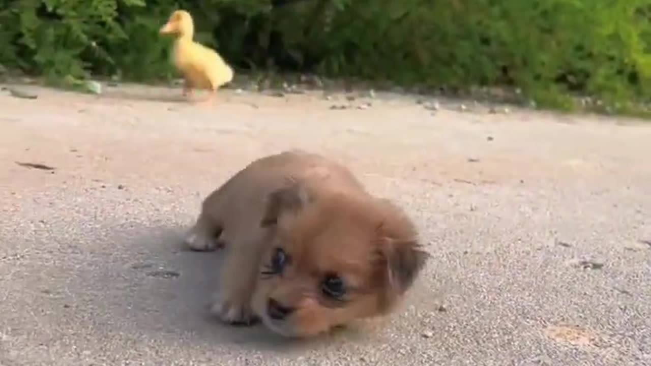 cute dog funny video clips --❤️-- _shorts _funny _cuteclips