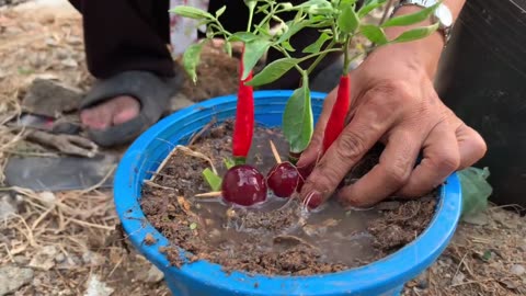 Unprecedented new technique of grafting chilli with grapes to get more chilli