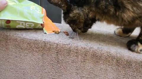 CATS ATTACK ! Look out !!