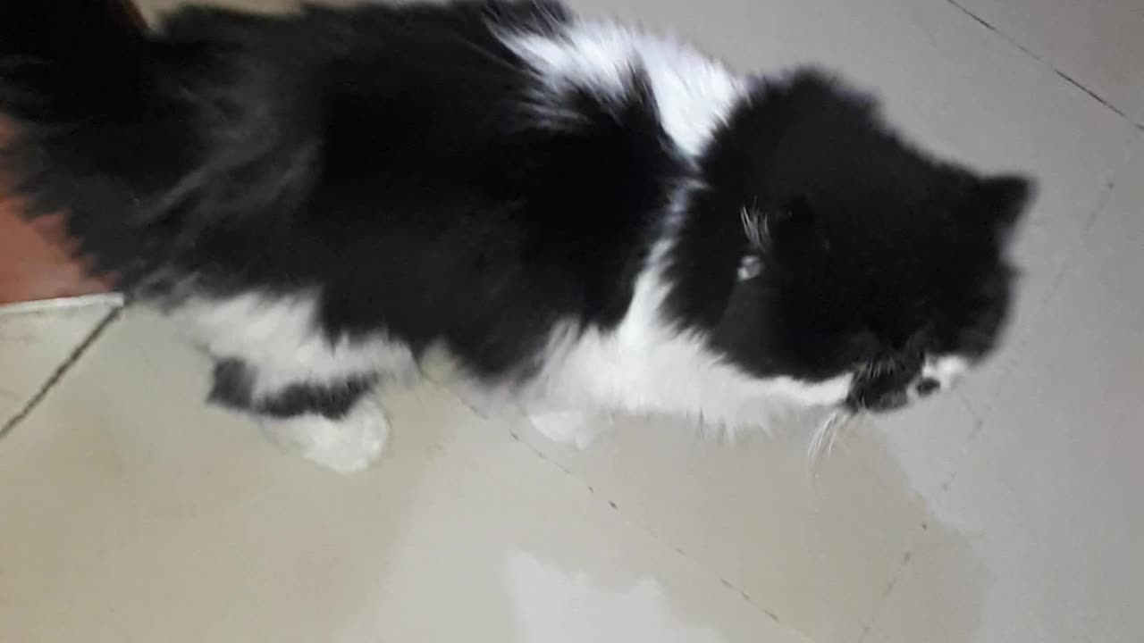 Mr.Tommy
