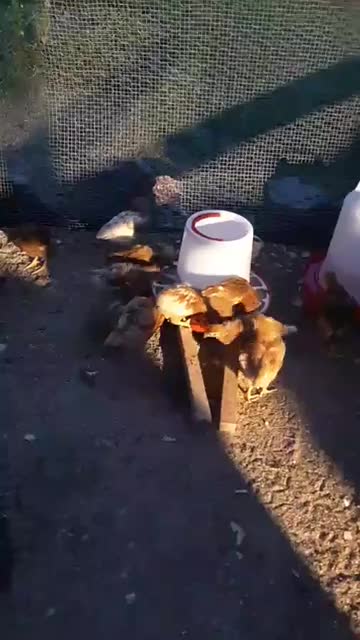 07 29 2019 -morning feeding frenzy