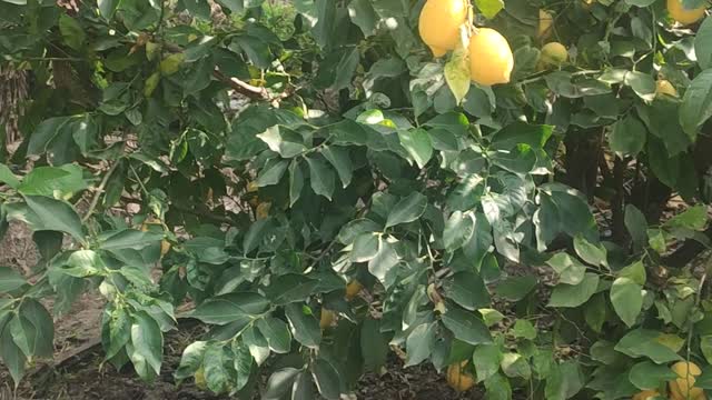 A lemon tree holds more than 200 kilos of fruits