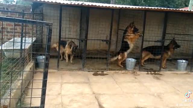 ❤️German shepherds Lunch Time❤️