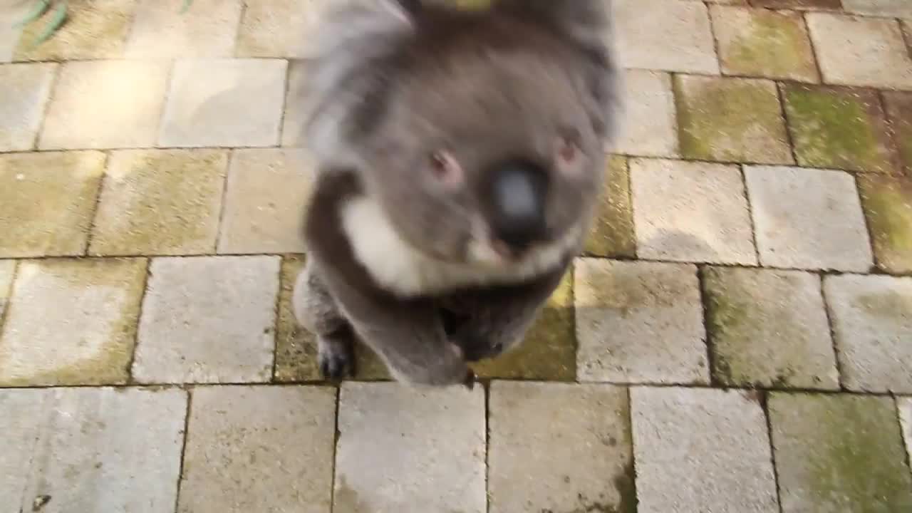 Curious Koala Bear