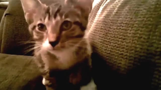 Funny Cats and Kittens Meowing Compilation