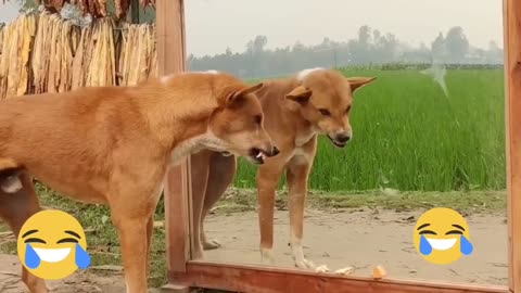 Dog video viral training 😄😄
